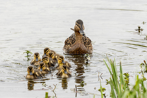 Family of Ducks - WT Wilstone