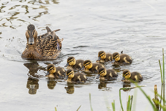 Family of Ducks - WT Wilstone