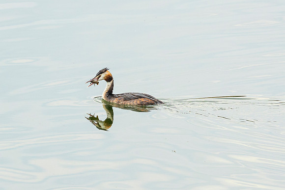 Great Crested Grebe - WT Wilstone