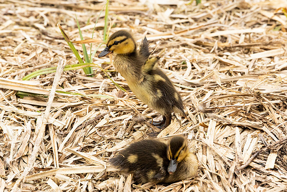Duckling trying to fly - WT Wilstone
