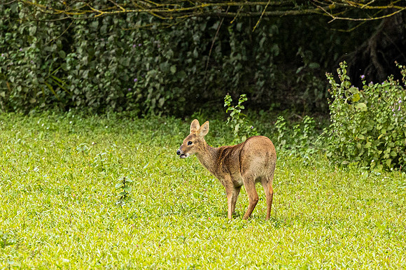 Chinese Water Deer - WT Wilstone