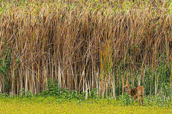 Chinese Water Deer - WT Wilstone