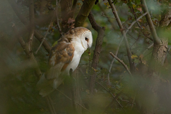 Barn Owl - RSPB Fowlmere