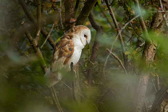 Barn Owl - RSPB Fowlmere