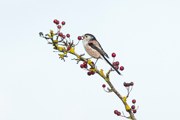 Long Tailed Tit - WT Wilstone