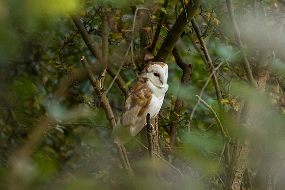 Barn Owl - RSPB Fowlmere