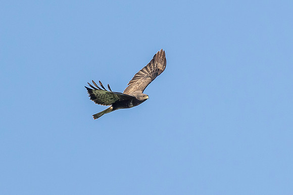 Buzzard - WT Wilstone