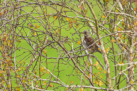 Fieldfare - WT Wilstone