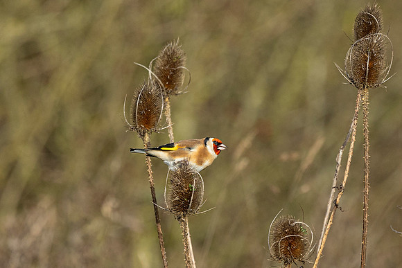 Goldfinch - WT Wilstone
