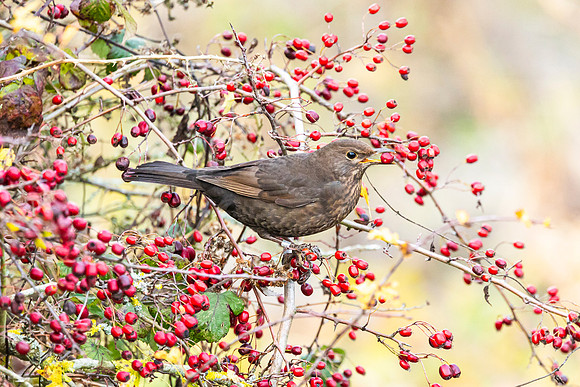 Blackbird - WT Wilstone