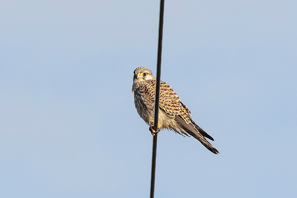 Kestrel - WT Summer leys