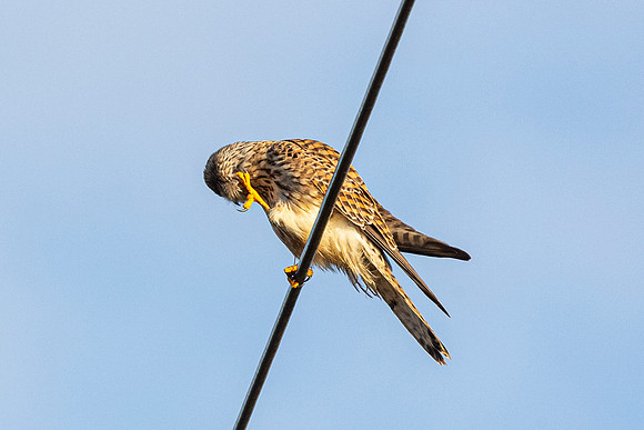 Kestrel - WT Summer leys