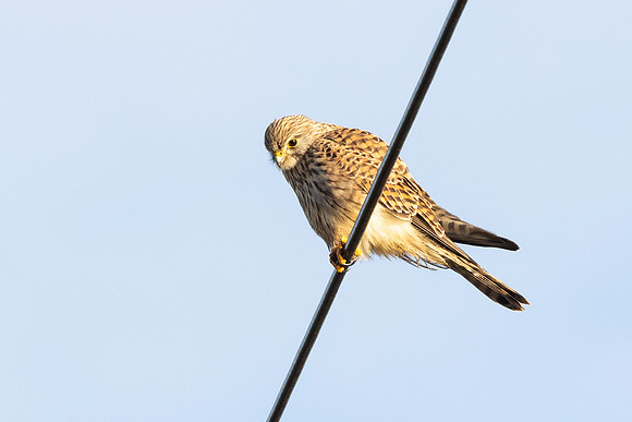 Kestrel - WT Summer leys