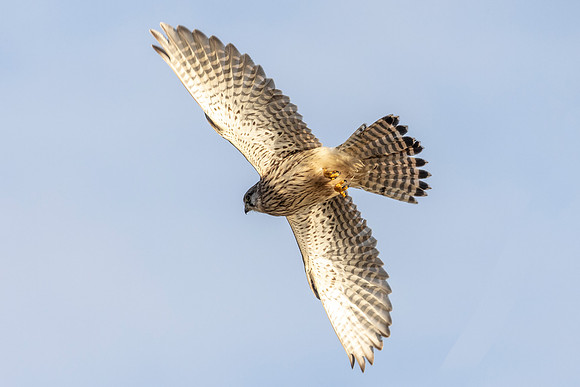 Kestrel - WT Summer leys