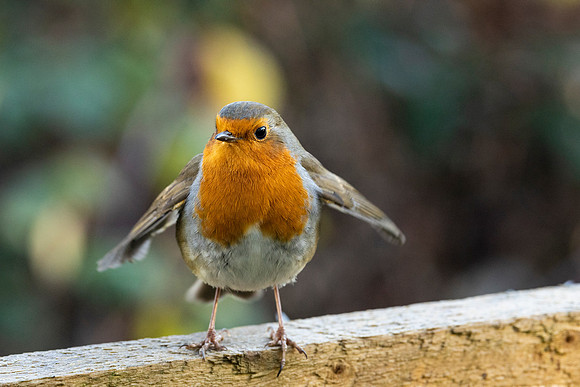 Robin - WT Summer leys
