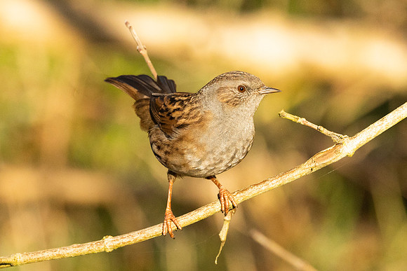 Dunnock - WT Summer leys
