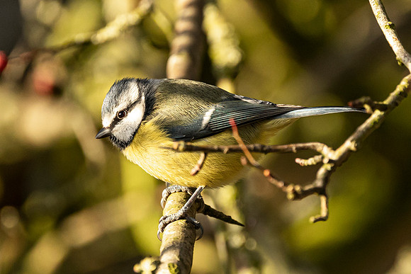 Great Tit - WT Summer leys