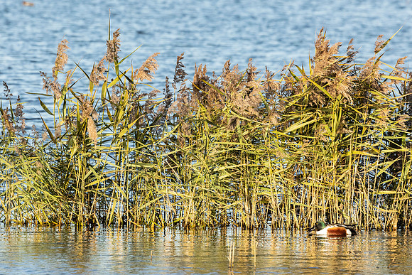 Shoverler - WT Summer leys