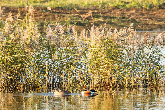 Shoverley - WT Summer leys