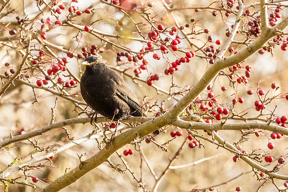 Blackbird - WT Wilstone