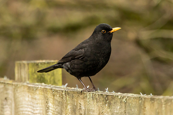 Blackbird - WT Summer leys