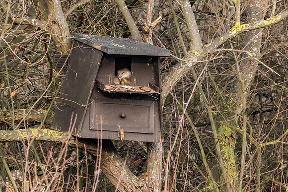 Barn Owl - RSPB Fowlmere