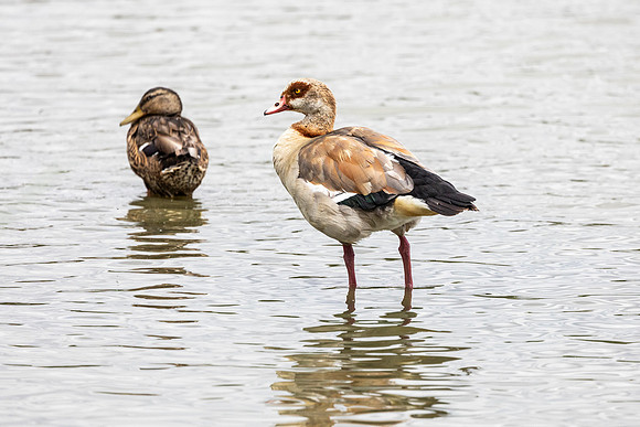 Egyptian Goose - WT Lyndon Rutland Water