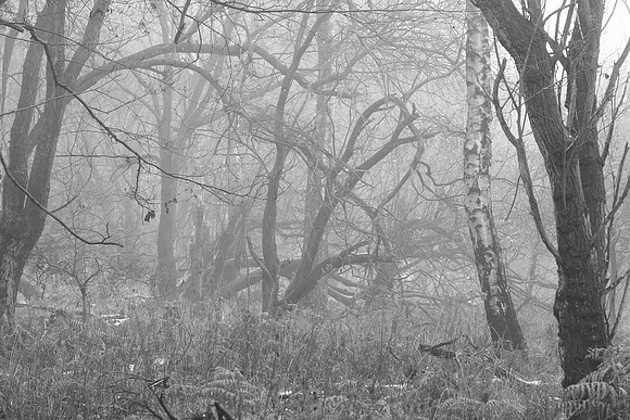Ashridge Estate